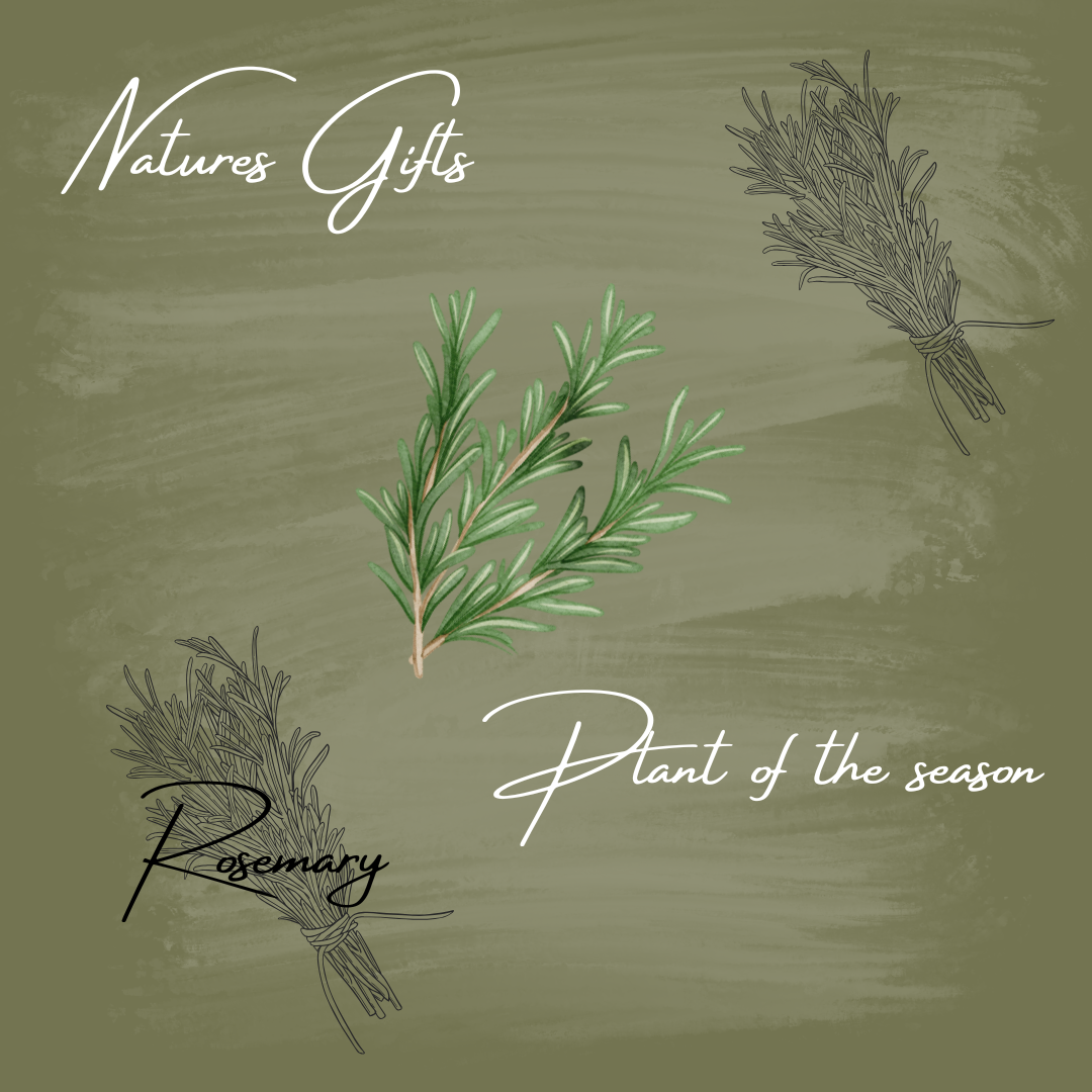 Rosemary - Natures Gifts Plant Of The Season Ebook