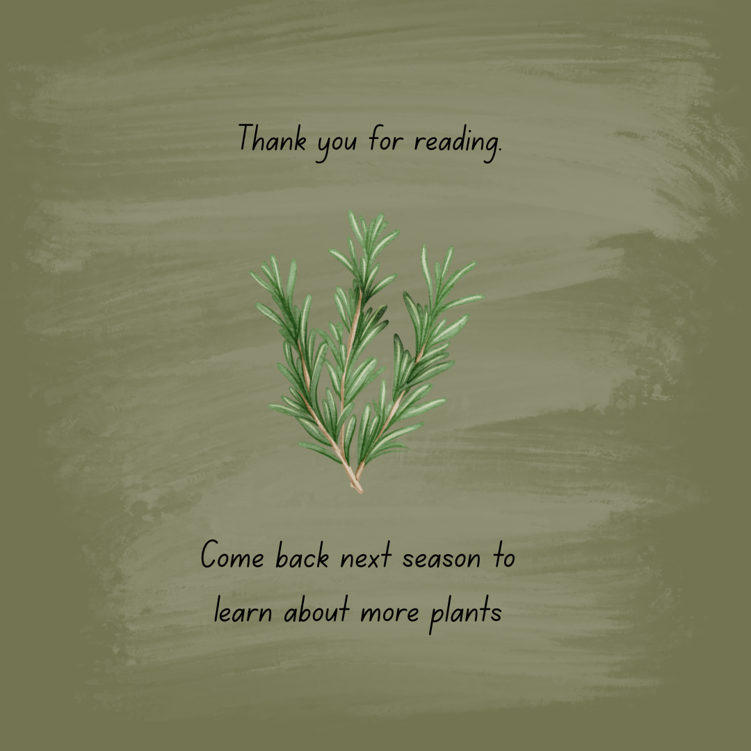 Rosemary - Natures Gifts Plant Of The Season Ebook